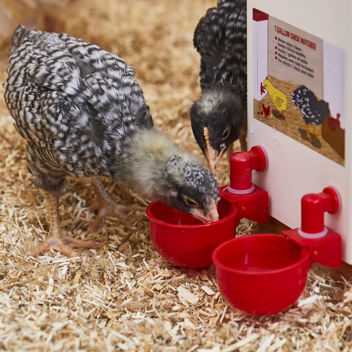 (20) Los bebederos automáticos para aves de corral proporcionan un suministro continuo de agua sin desperdicio y son fáciles de instalar en las tuberías.