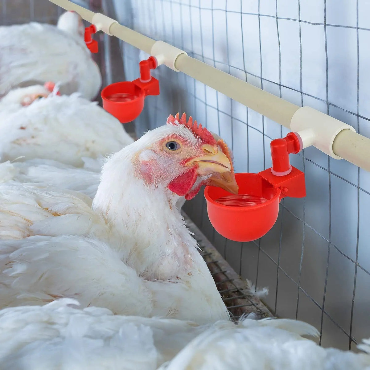 (20) Los bebederos automáticos para aves de corral proporcionan un suministro continuo de agua sin desperdicio y son fáciles de instalar en las tuberías.